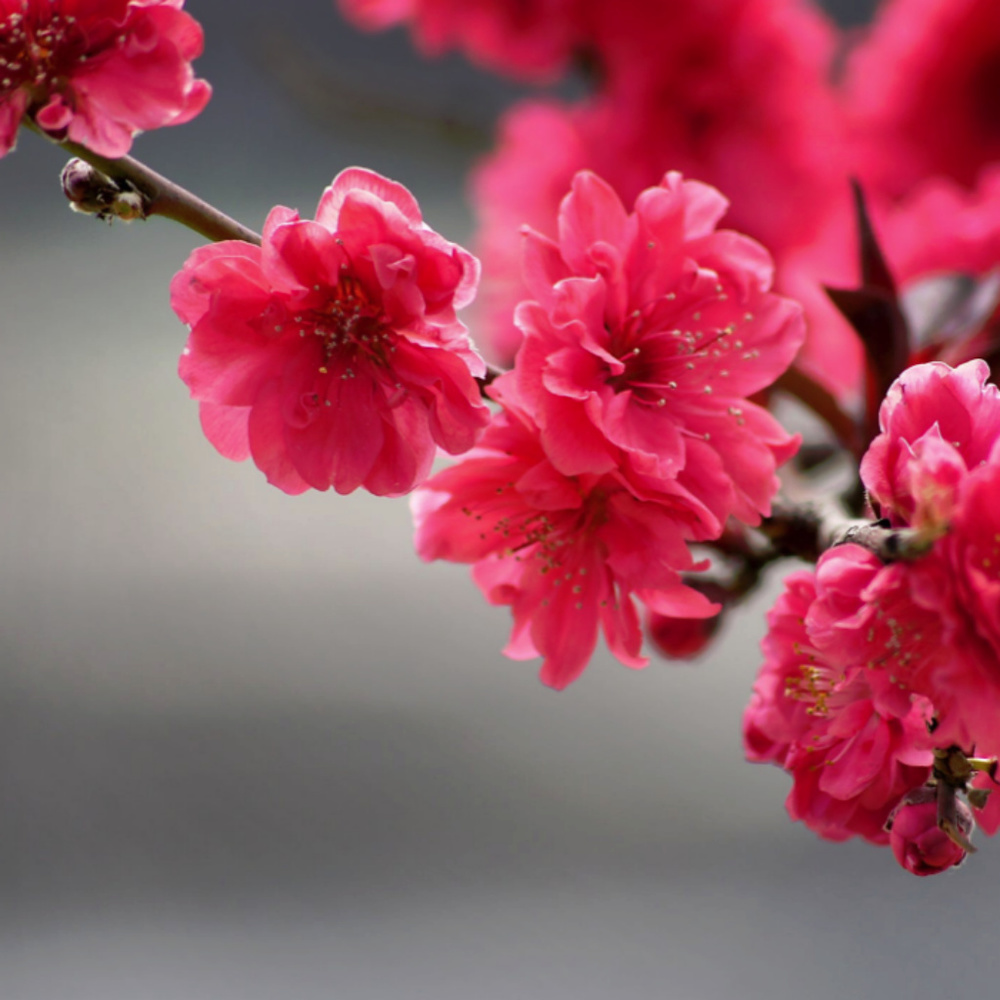 Meet your Posher, Mei